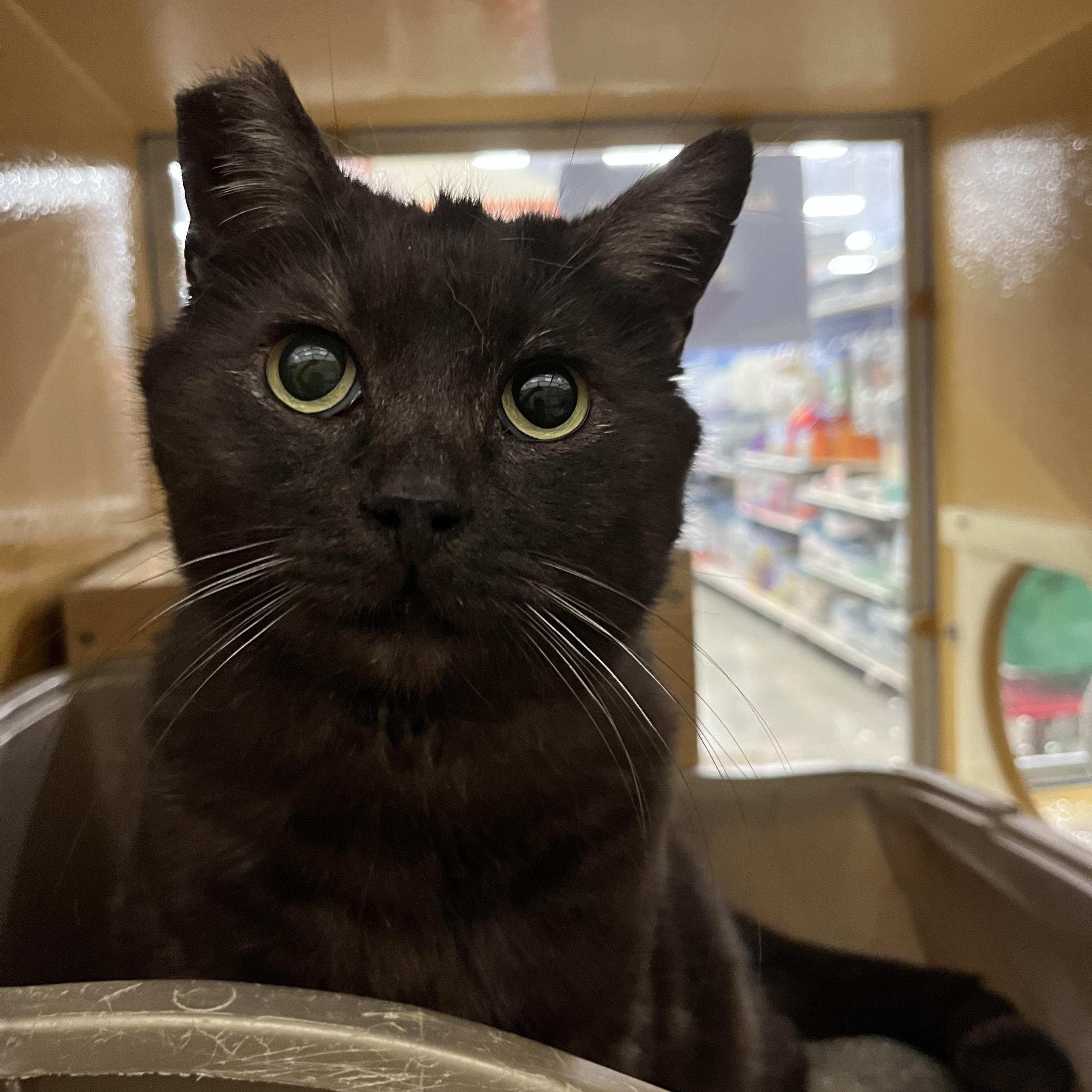 Magic, Adoptable, Adult Male Domestic Medium Hair.