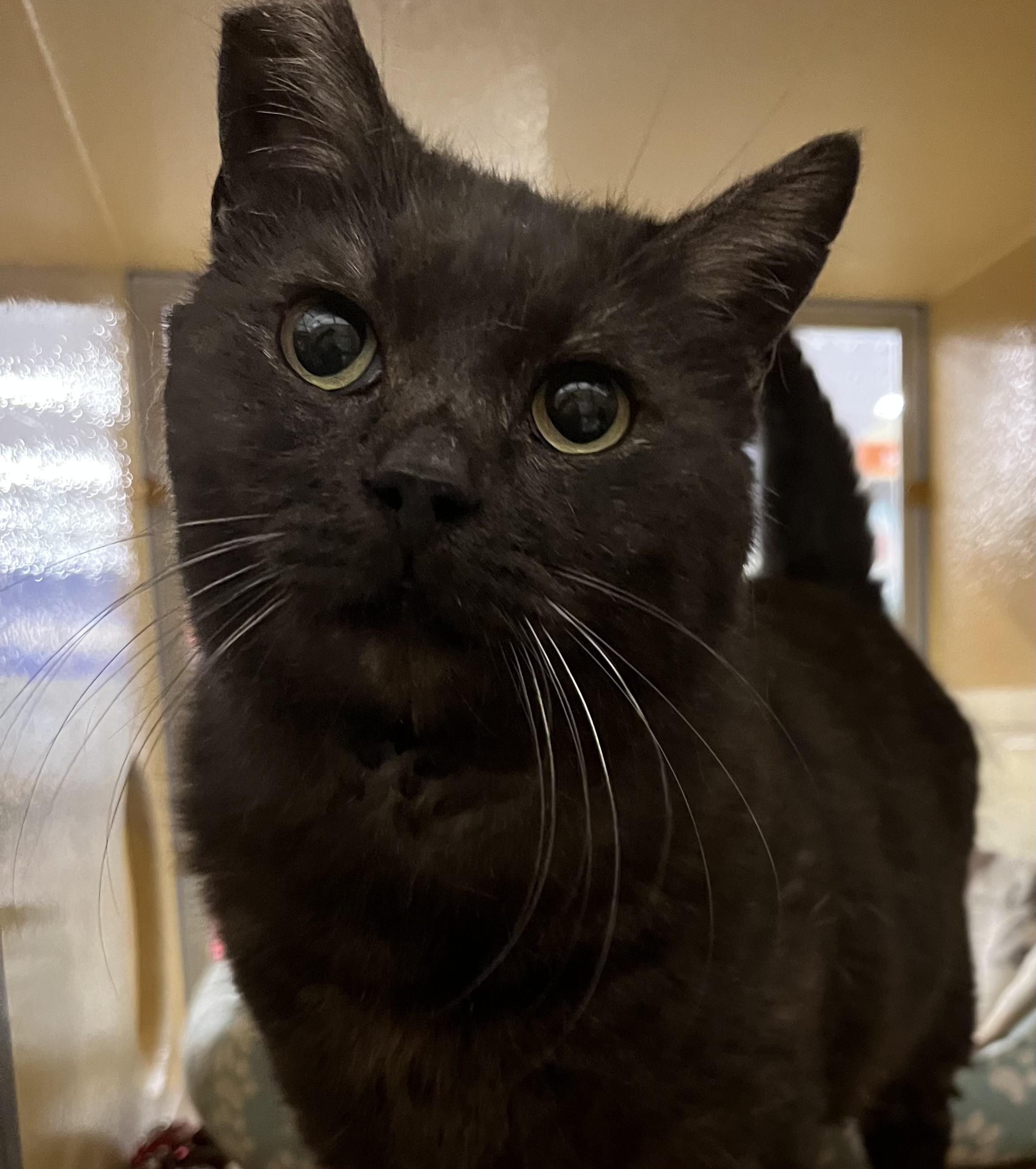 Enlarge Magic, a Adoptable Domestic Medium Hair image 2/5