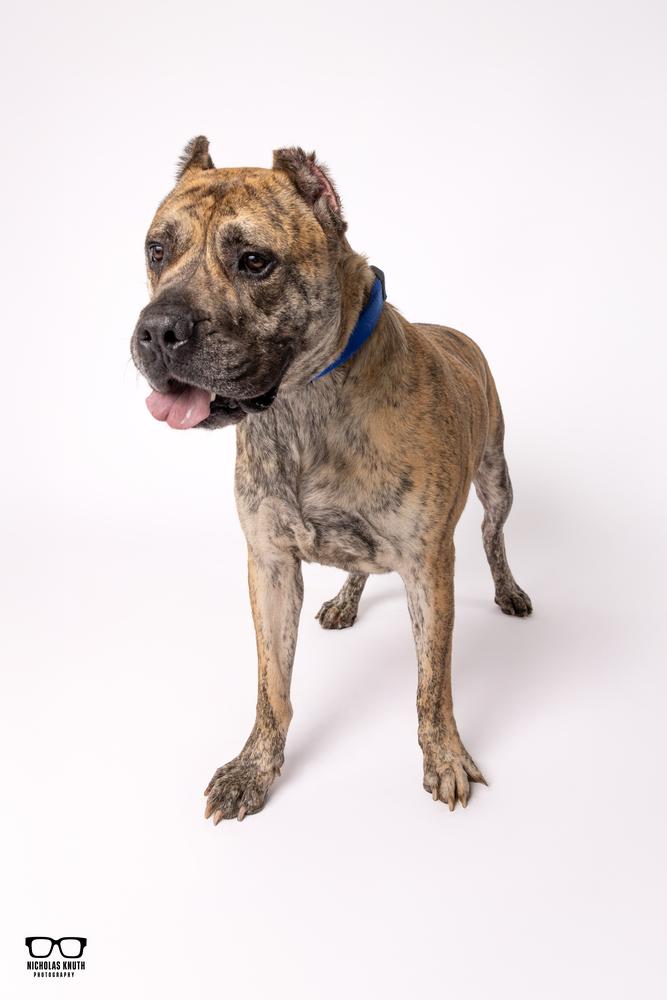 Enlarge Titan, a Adoptable Presa Canario in Palatine, IL image 2/6