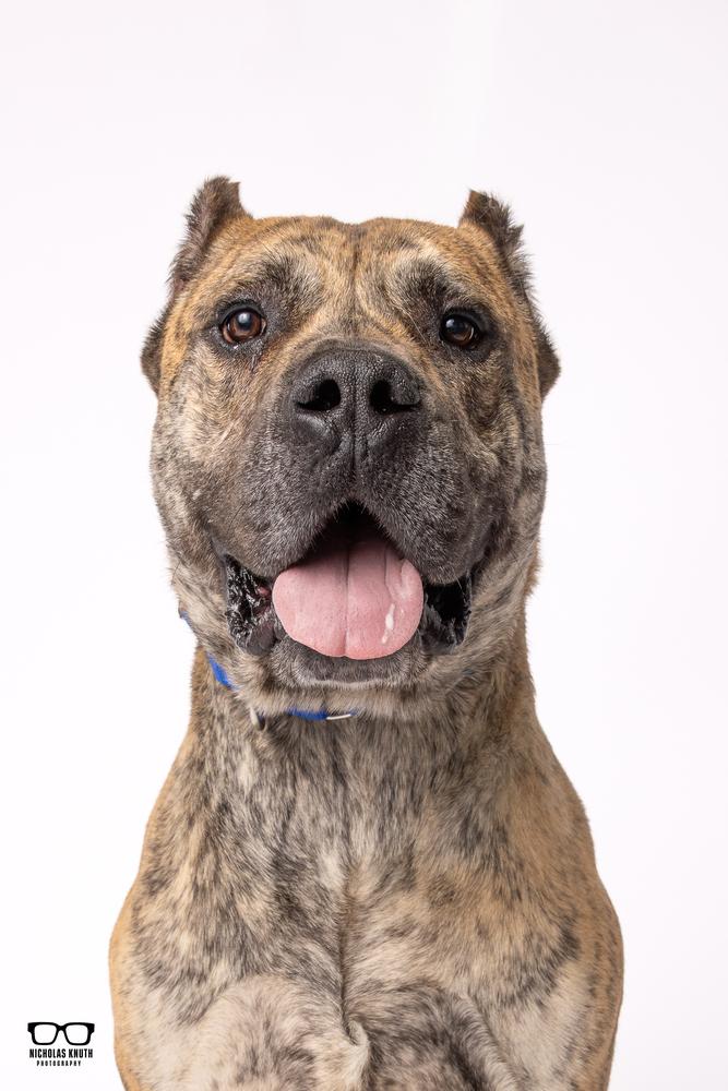 Enlarge Titan, a Adoptable Presa Canario in Palatine, IL image 1/6