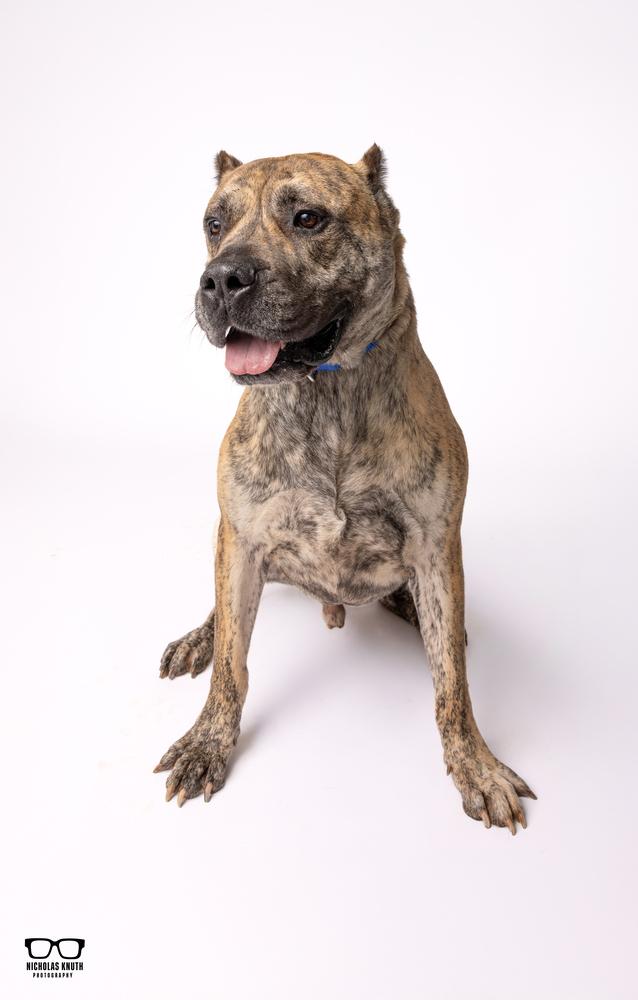Enlarge Titan, a Adoptable Presa Canario in Palatine, IL image 3/6