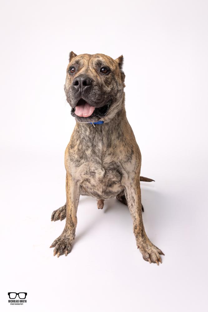 Enlarge Titan, a Adoptable Presa Canario in Palatine, IL image 4/6