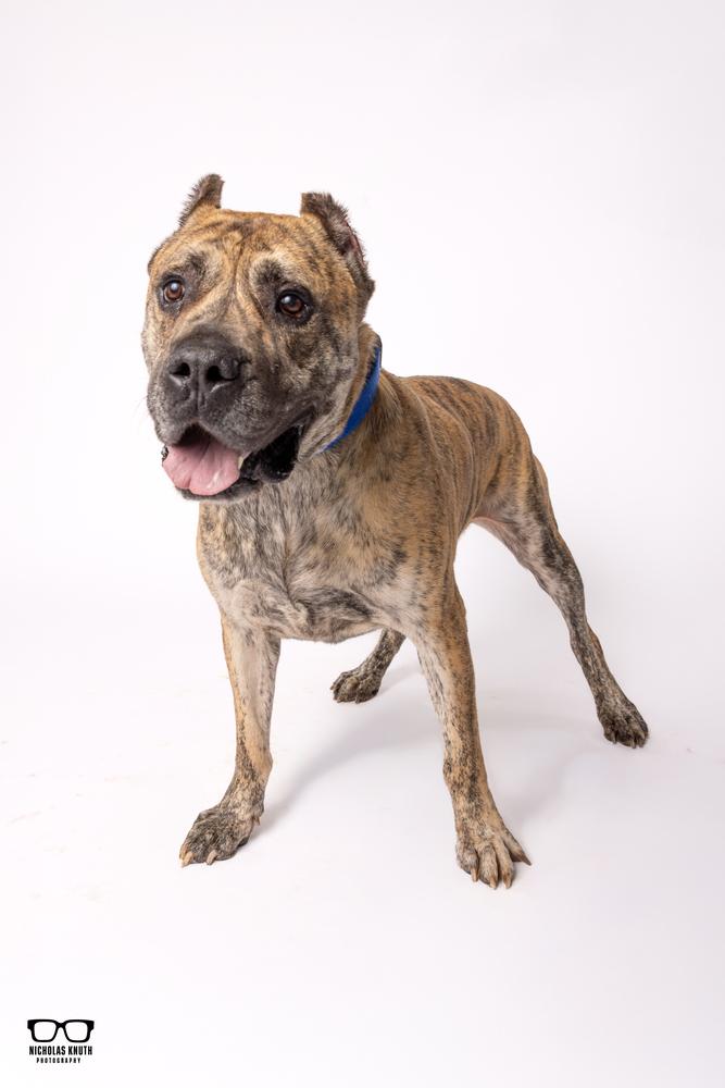 Enlarge Titan, a Adoptable Presa Canario in Palatine, IL image 5/6