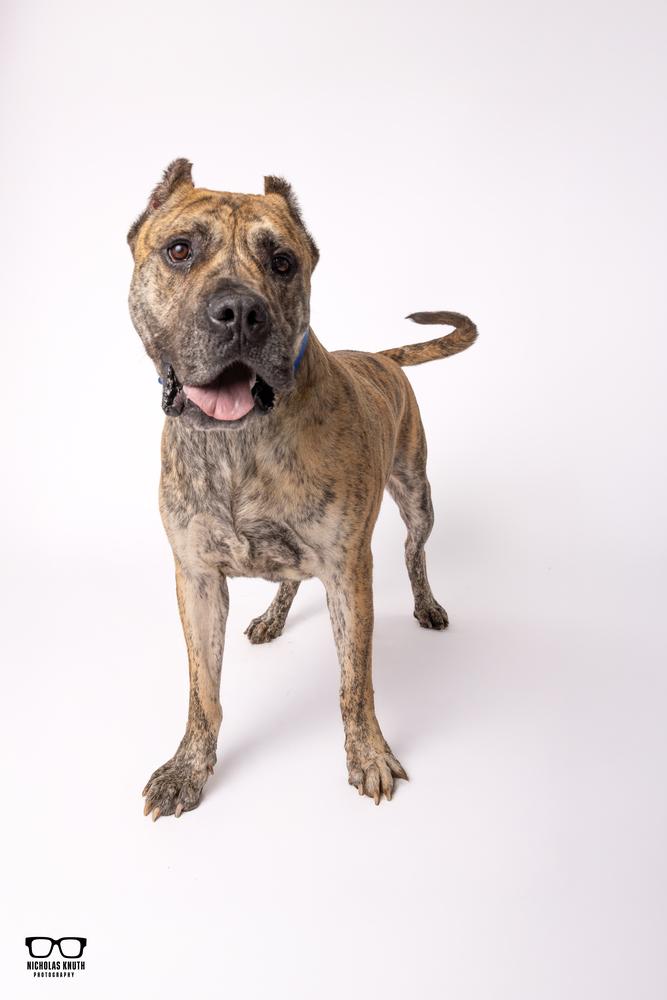 Enlarge Titan, a Adoptable Presa Canario in Palatine, IL image 6/6