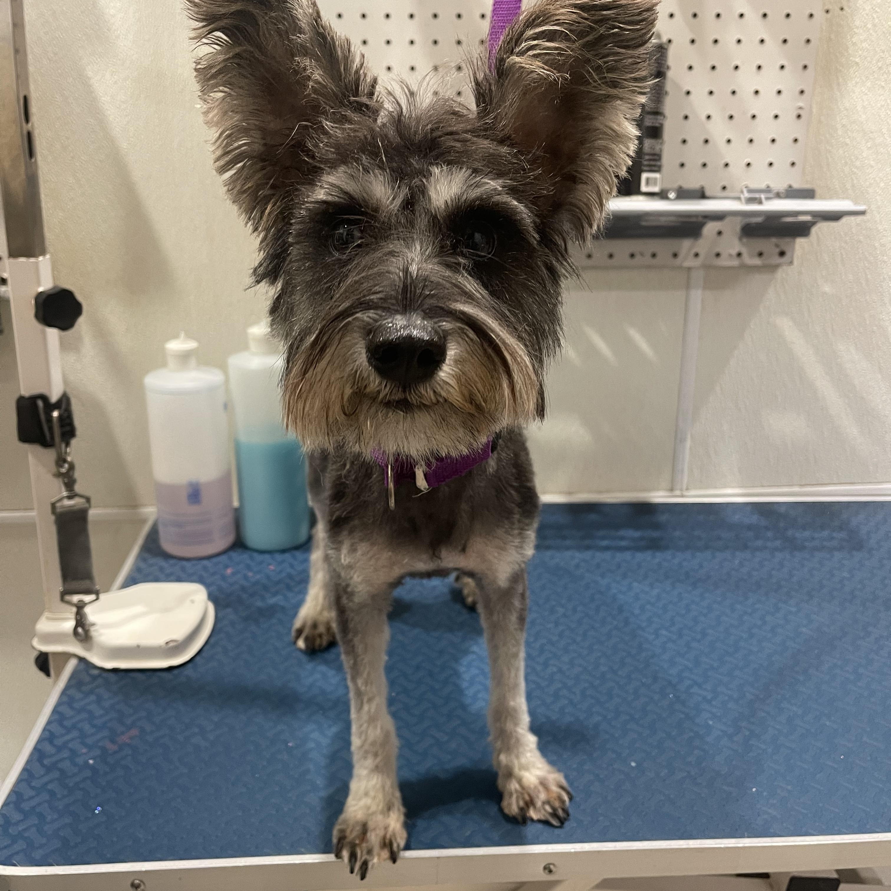 Princess, an adopted mixed breed in Baker, LA image 3/5