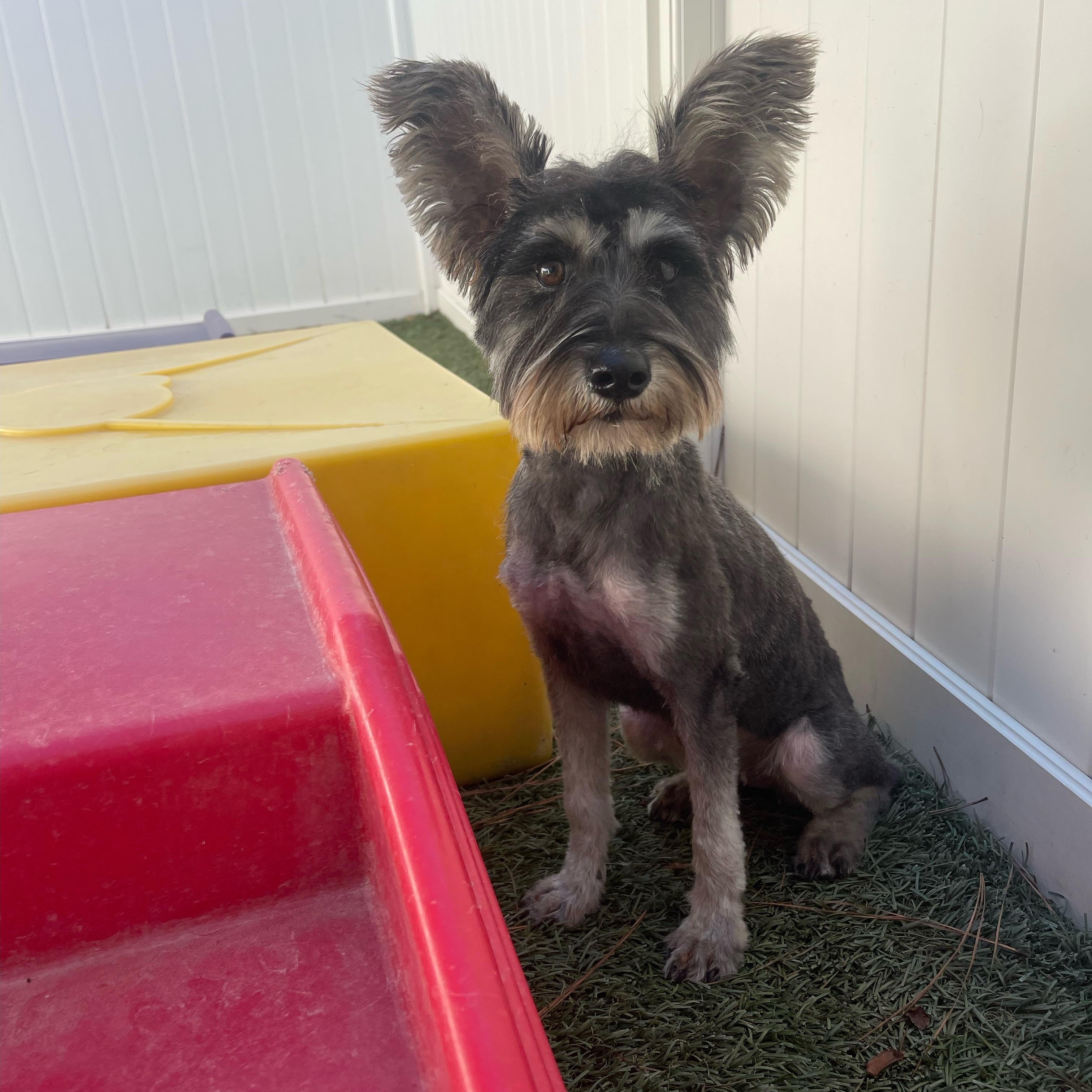 Princess, adopted, Adult Female Miniature Schnauzer.