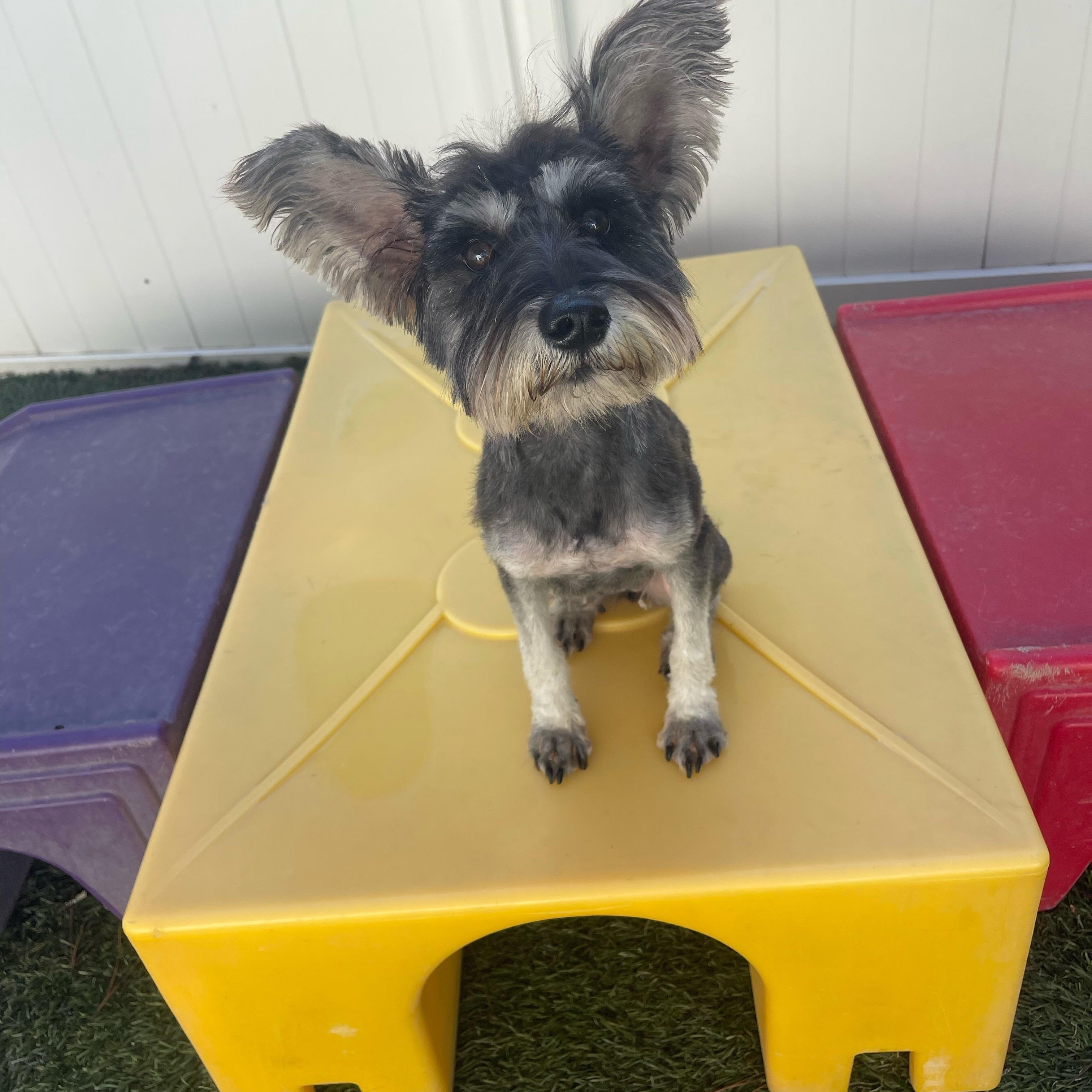 Princess, an adopted mixed breed in Baker, LA image 4/5