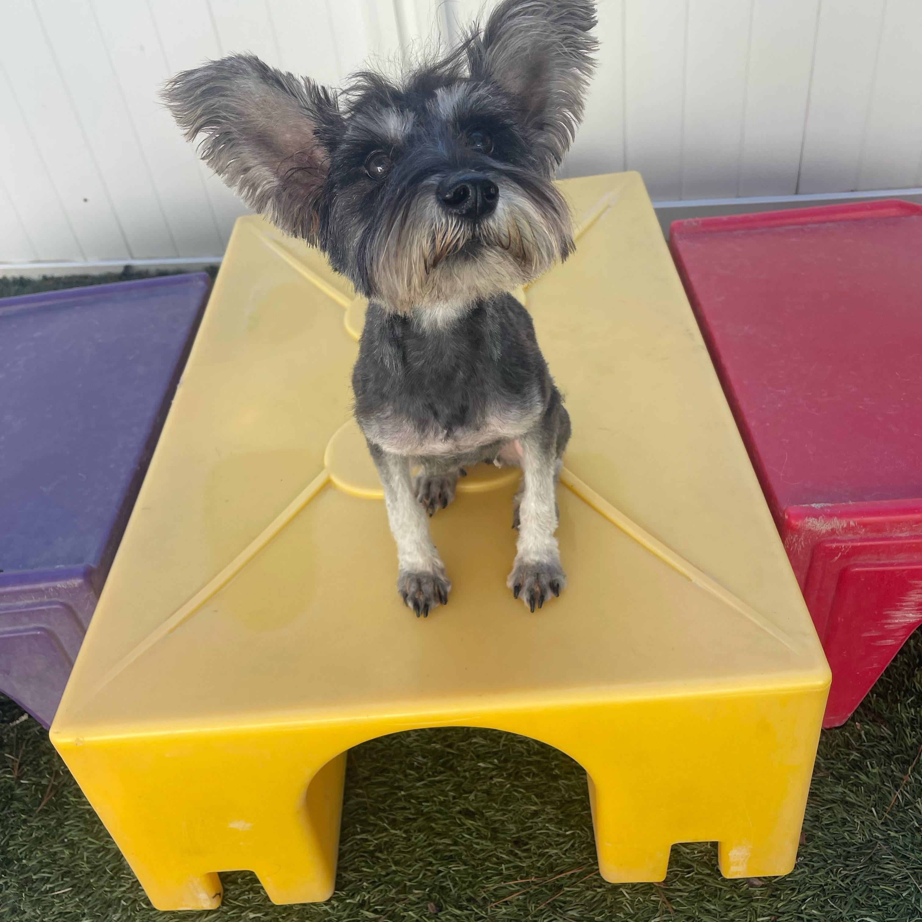 Princess, an adopted mixed breed in Baker, LA image 2/5