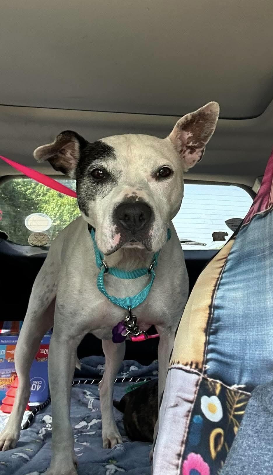 Oreo, a ADOPTABLE mixed breed in Youngstown, OH image 5/5