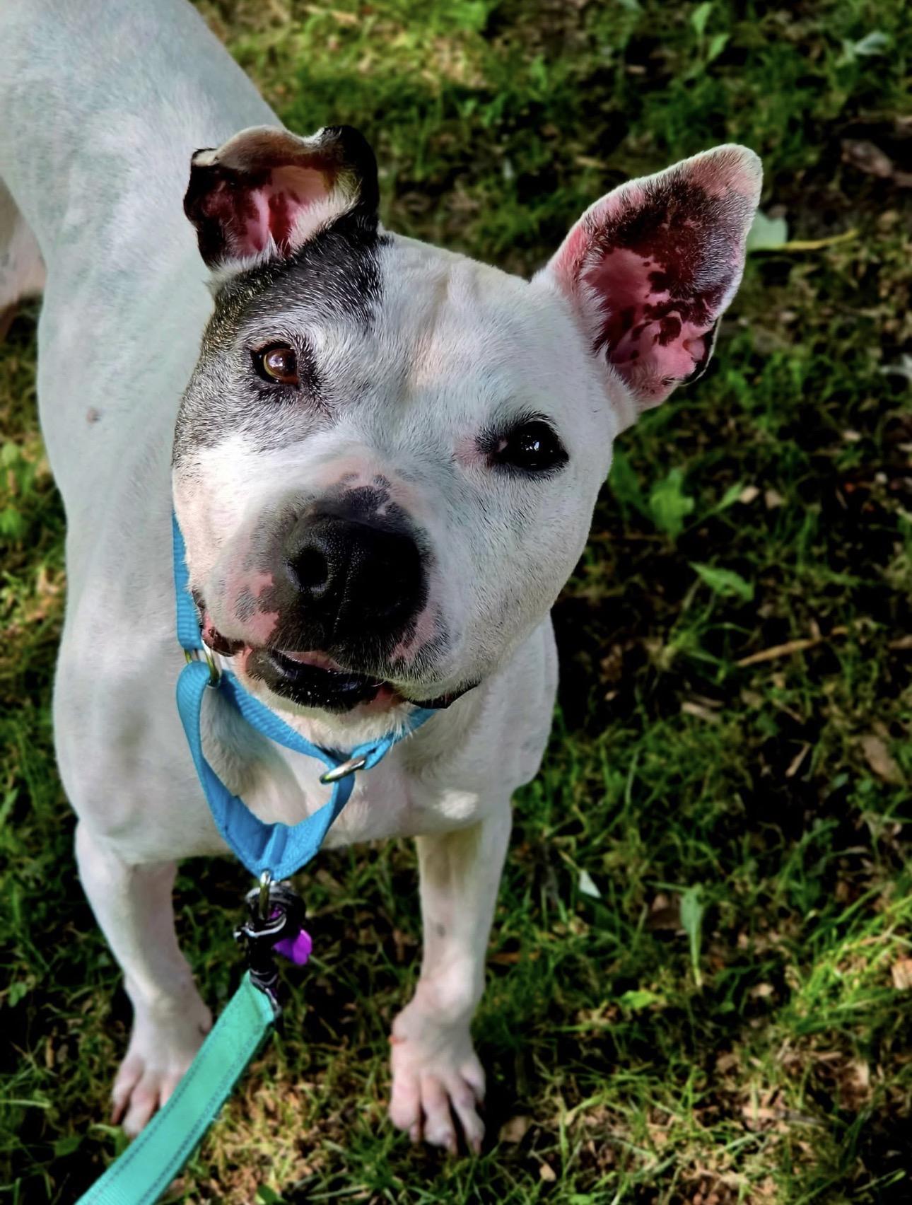 Oreo, ADOPTABLE, Senior Female American Staffordshire Terrier.