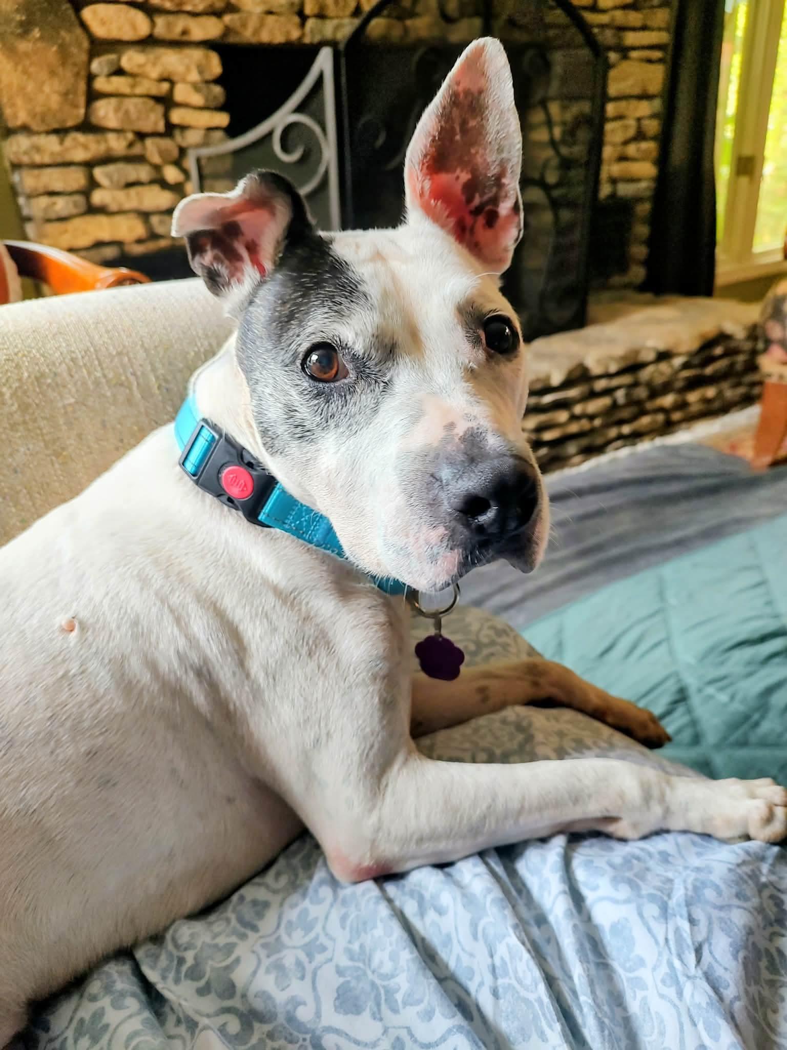 Oreo, a ADOPTABLE mixed breed in Youngstown, OH image 3/5