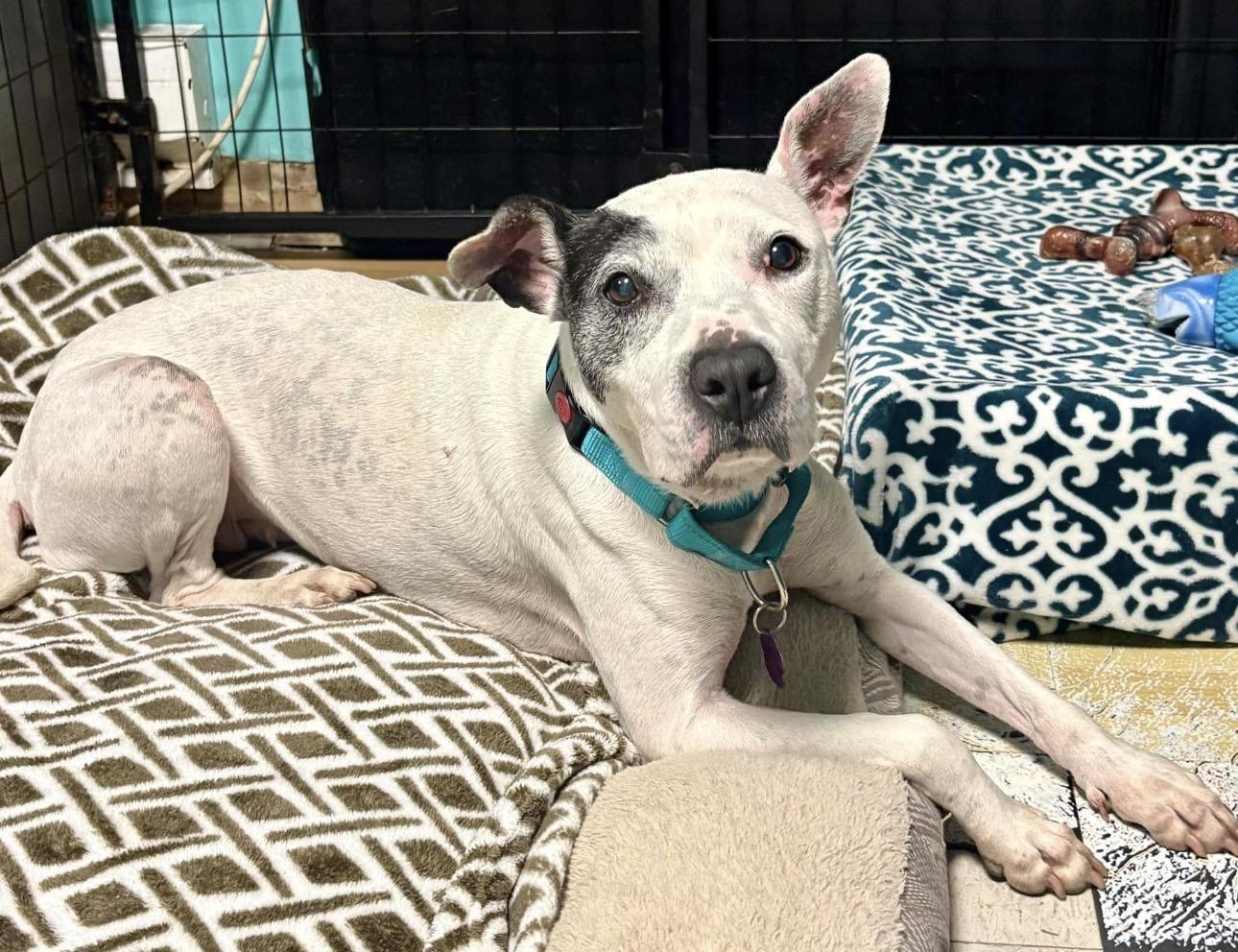 Oreo, a ADOPTABLE mixed breed in Youngstown, OH image 2/5