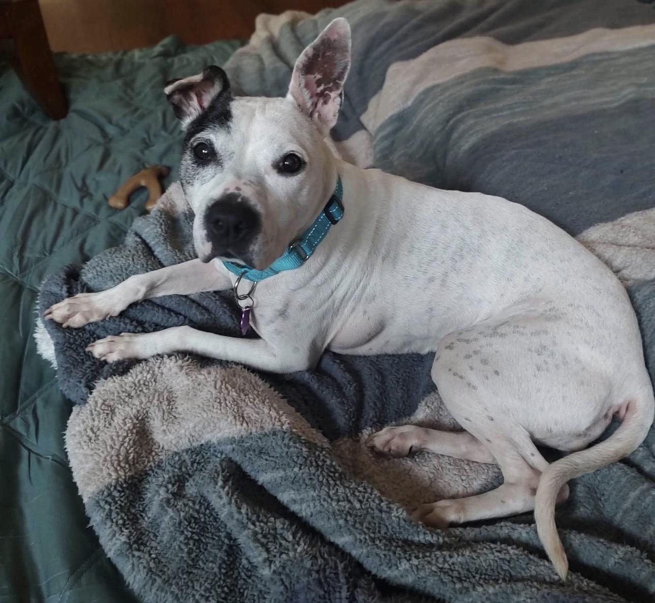 Oreo, a ADOPTABLE mixed breed in Youngstown, OH image 4/5