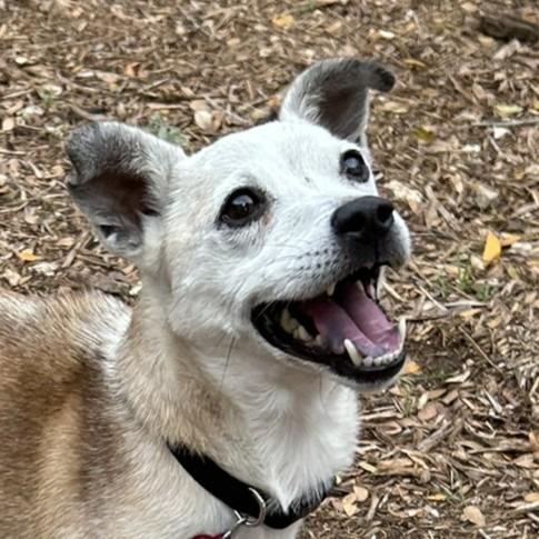 Myles, a Adoptable mixed breed in Wimberley, TX image 1/6