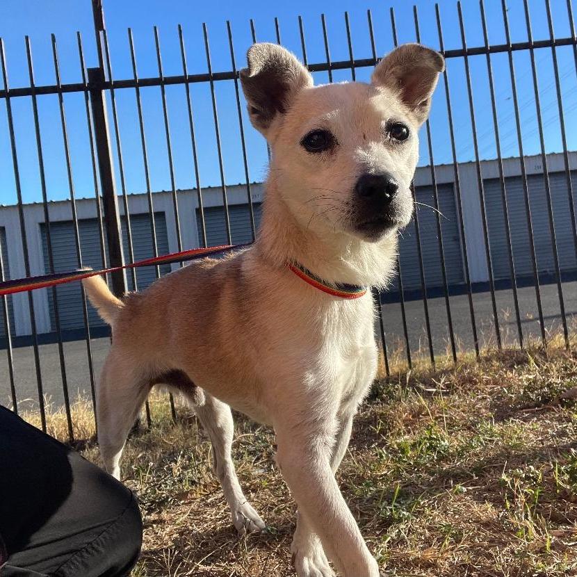 Myles, a Adoptable mixed breed in Wimberley, TX image 3/6