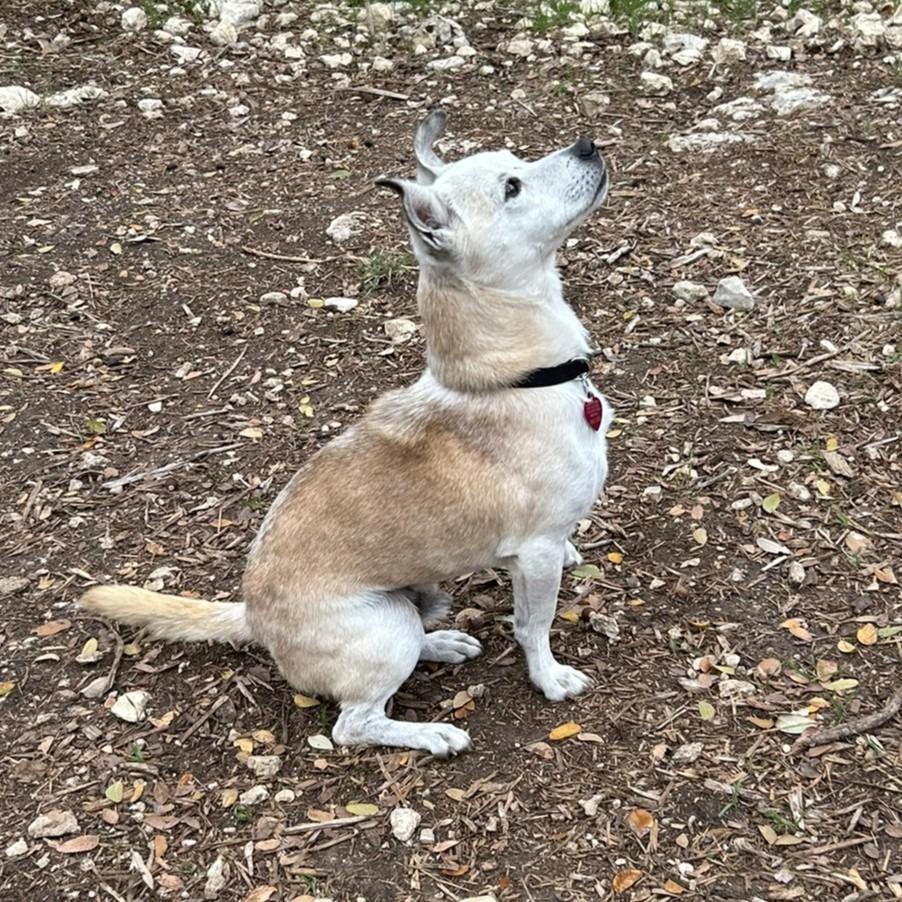 Myles, a Adoptable mixed breed in Wimberley, TX image 4/6