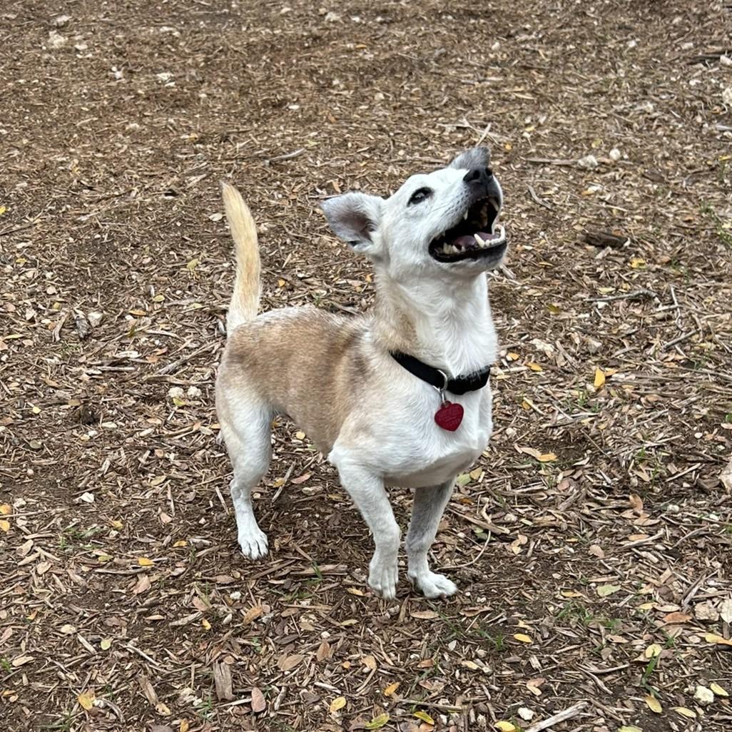 Myles, a Adoptable mixed breed in Wimberley, TX image 6/6