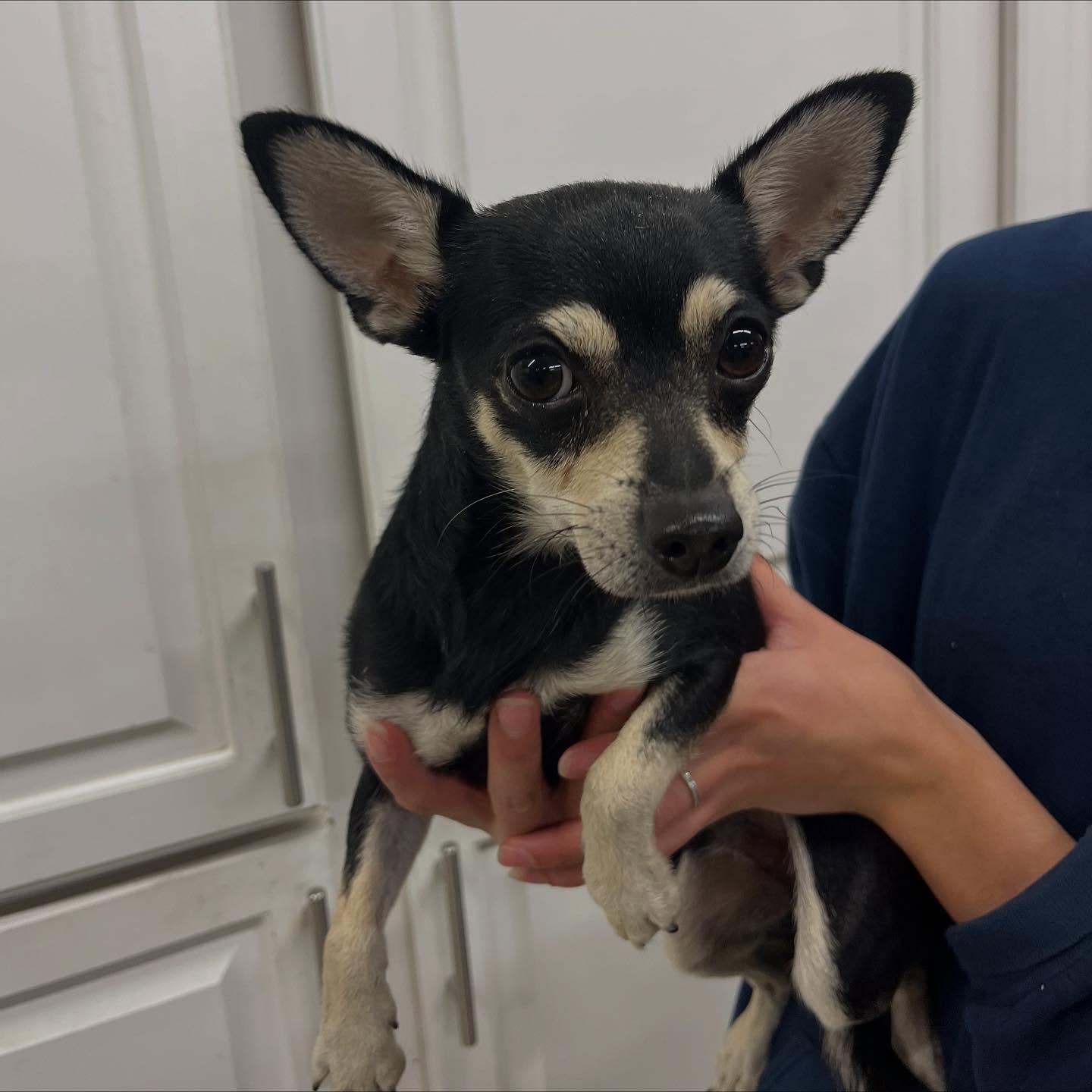 Pawlie Pocket, Adoptable, Young Male Terrier.