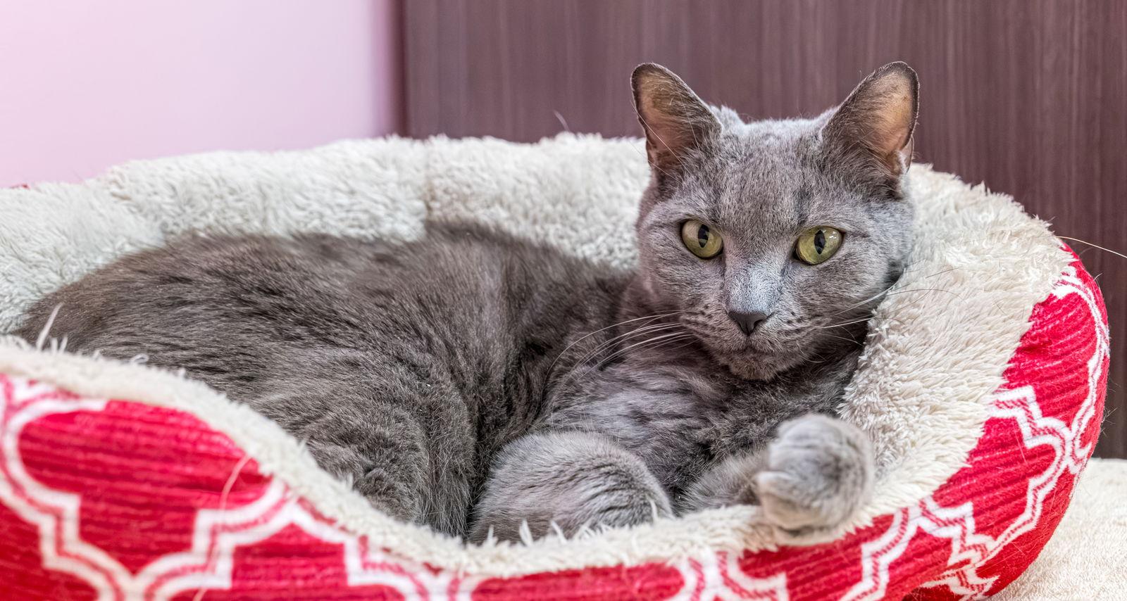 Zabar - KBC, Adopted, Adult Male Domestic Short Hair.