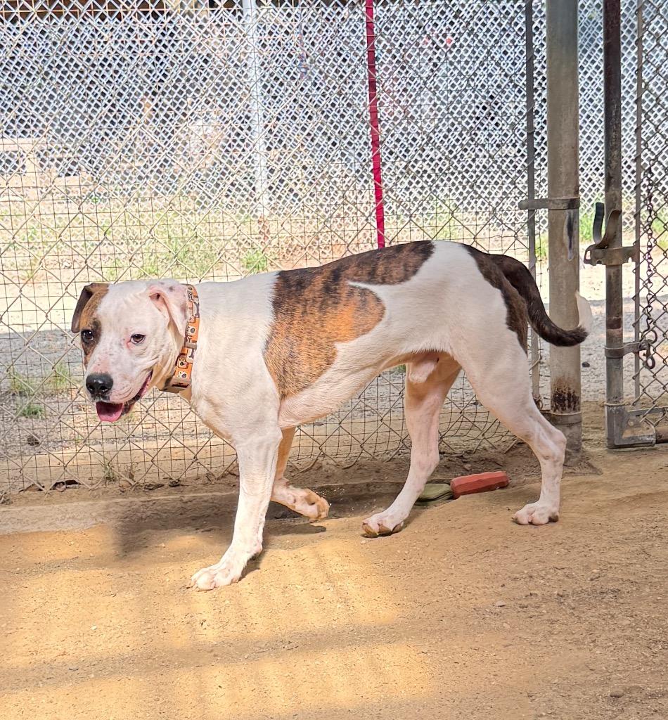 Flynn, Adoptable, Adult Male Labrador Retriever & Mixed Breed.
