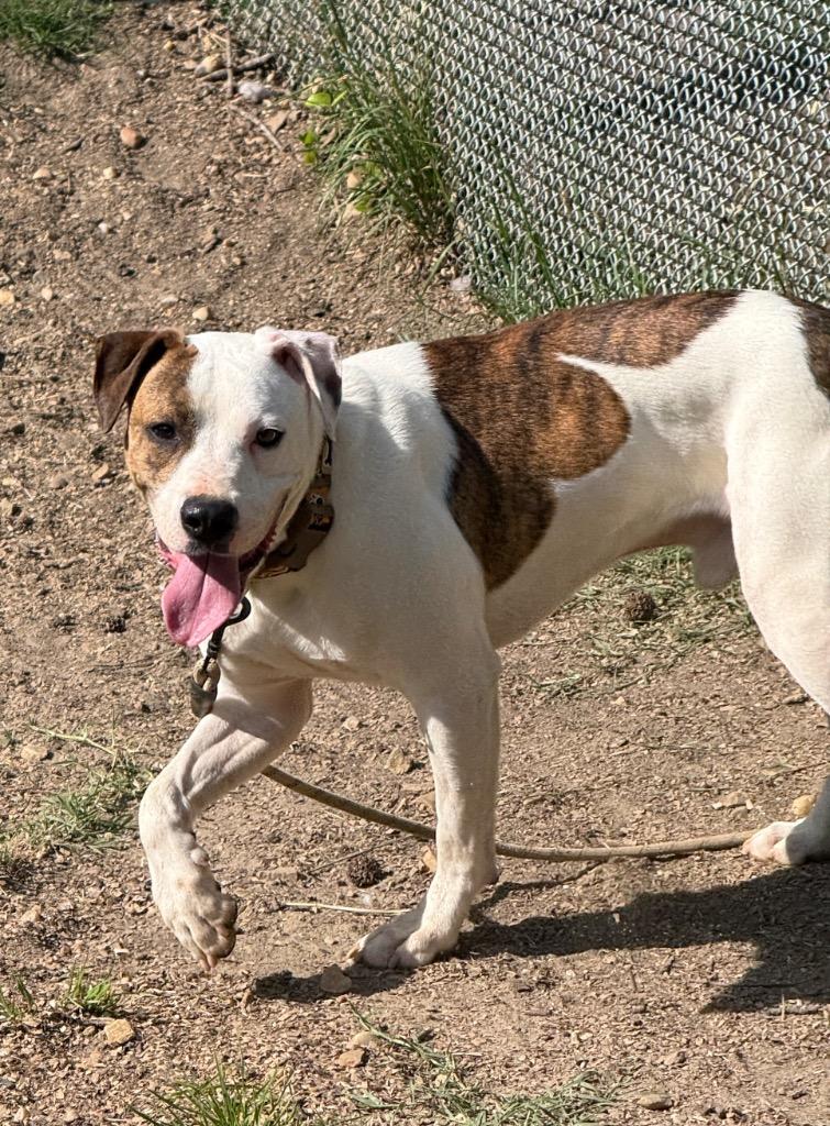 Flynn, a Adoptable mixed breed in Hampton, VA image 2/3