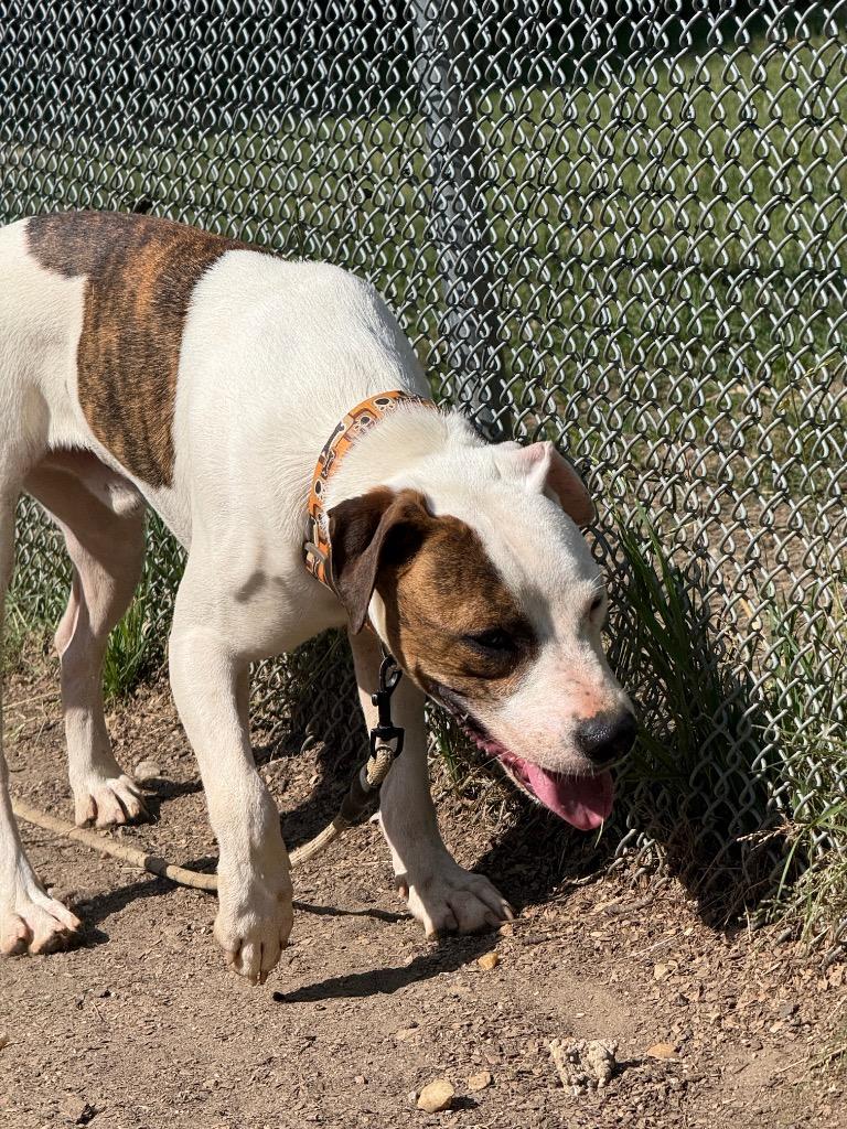 Flynn, a Adoptable mixed breed in Hampton, VA image 3/3