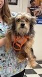 King, Adoptable, Adult Male Yorkshire Terrier.