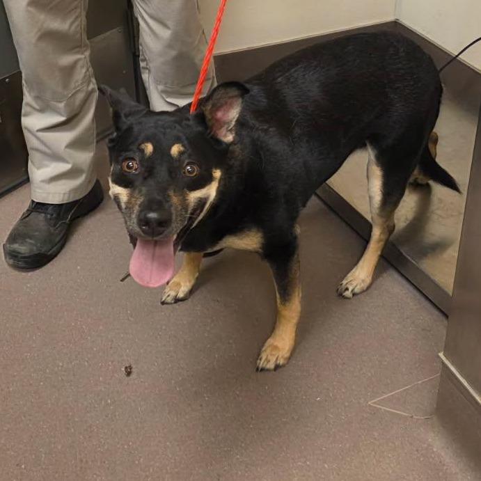 Enlarge Green, a Adoptable mixed breed in Norman, OK image 1/2