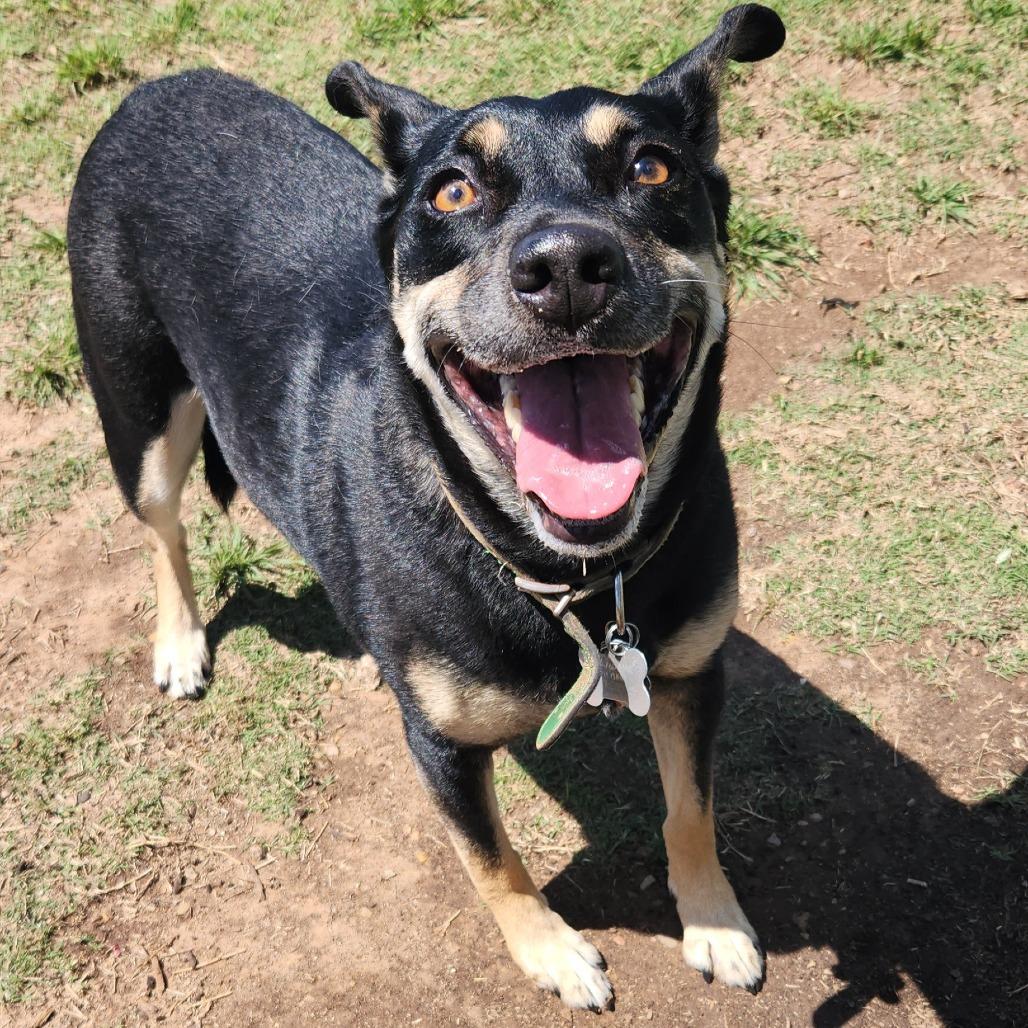 Enlarge Green, a Adoptable mixed breed in Norman, OK image 2/2