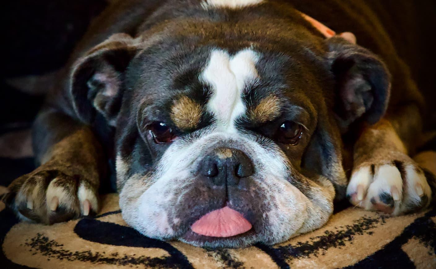Enlarge Nutmeg, a Adopted English Bulldog in Davis, CA image 1/3