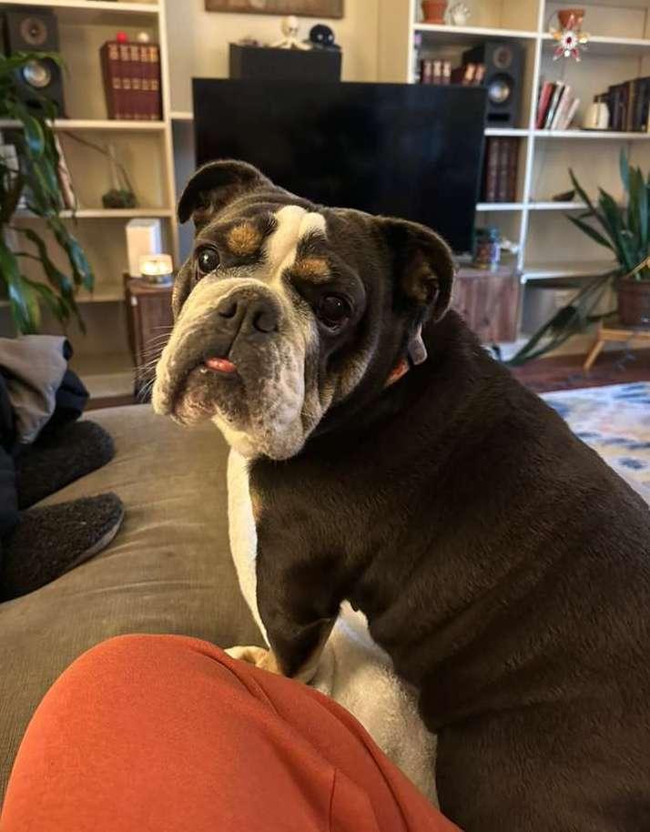 Enlarge Nutmeg, a Adopted English Bulldog in Davis, CA image 2/3