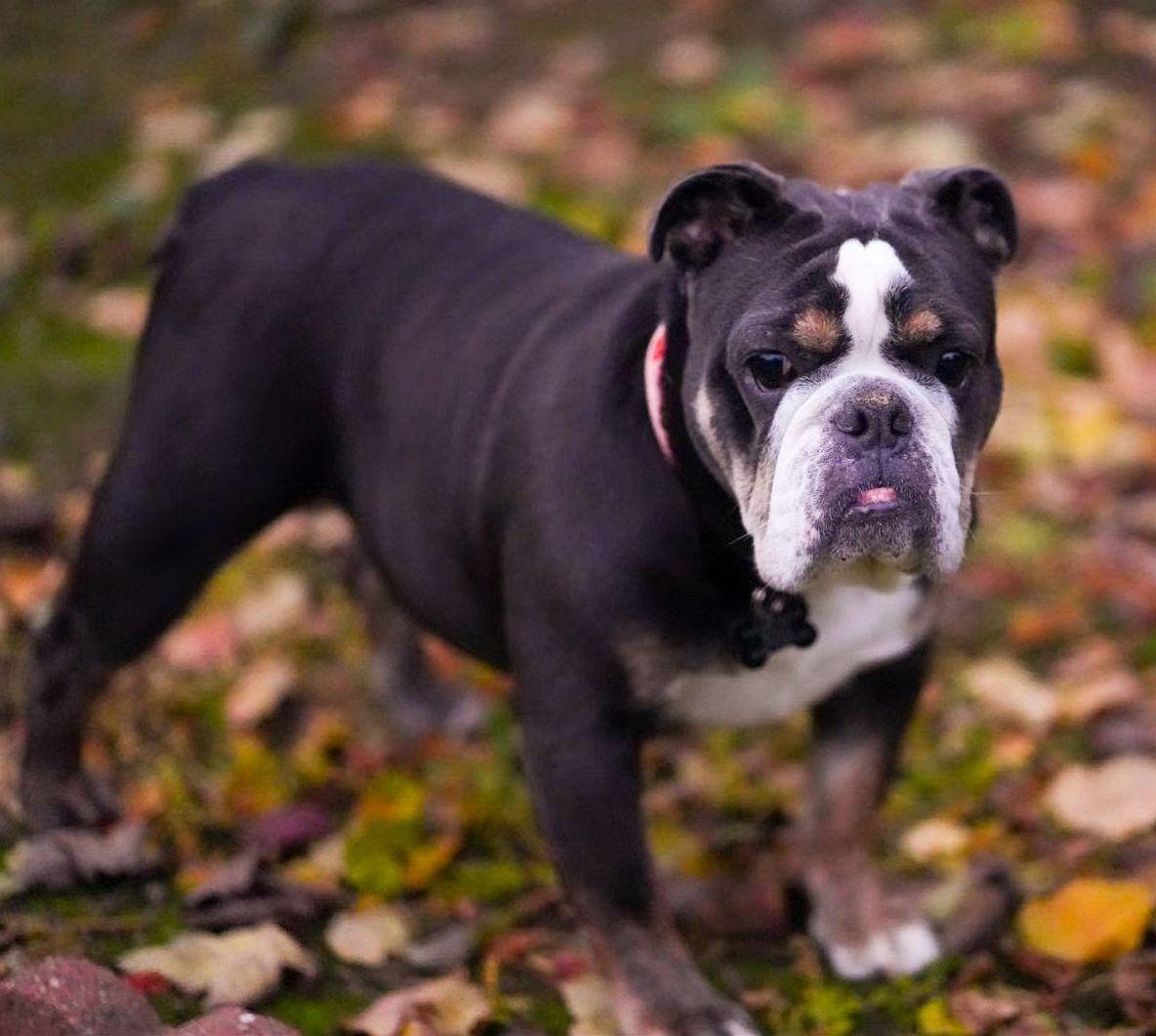 Enlarge Nutmeg, a Adopted English Bulldog in Davis, CA image 3/3
