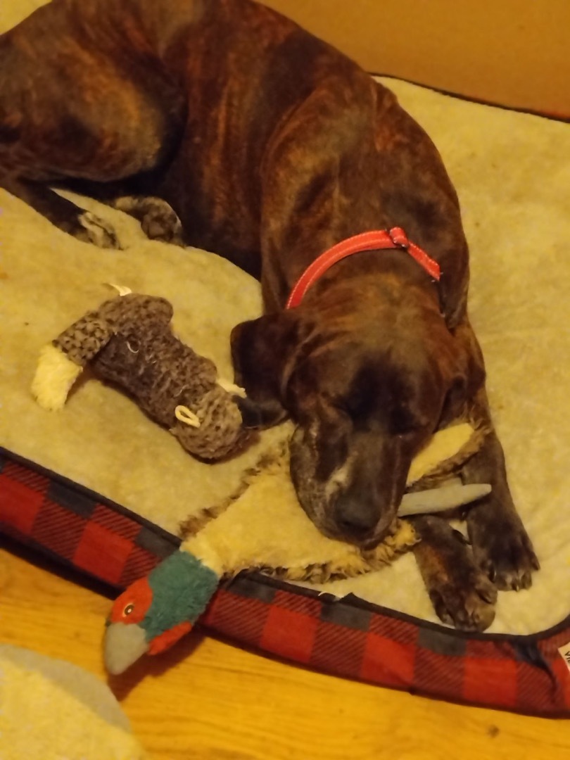 Enlarge Maggie, a Adopted mixed breed in Washington, IN image 1/3