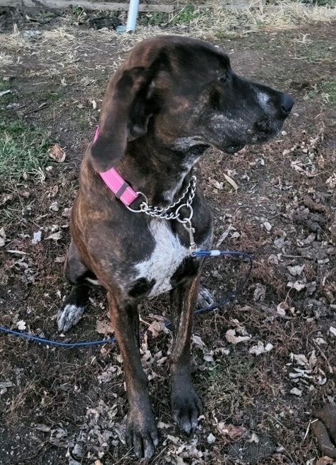 Enlarge Maggie, a Adopted mixed breed in Washington, IN image 2/3