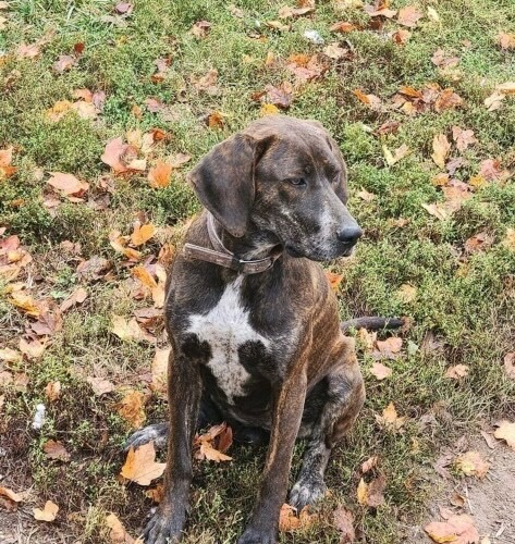 Enlarge Maggie, a Adopted mixed breed in Washington, IN image 3/3