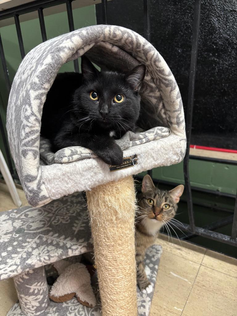 Baby Boo, Adoptable, Young Male Domestic Short Hair.