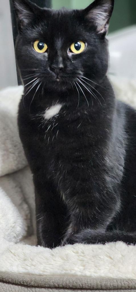 Baby Boo, a Adoptable mixed breed in Port Jervis, NY image 3/4