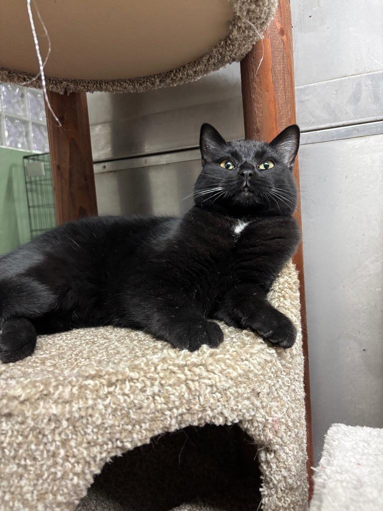 Baby Boo, a Adoptable mixed breed in Port Jervis, NY image 4/4