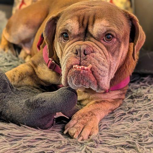 Fetty, a Adoptable English Bulldog in Chicago, IL image 1/5