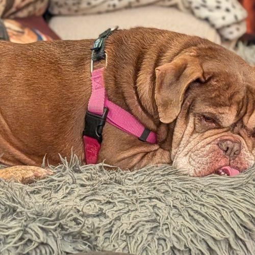 Fetty, a Adoptable English Bulldog in Chicago, IL image 2/5