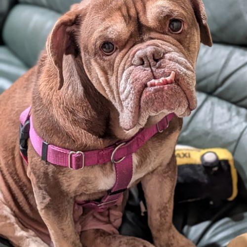 Fetty, a Adoptable English Bulldog in Chicago, IL image 3/5