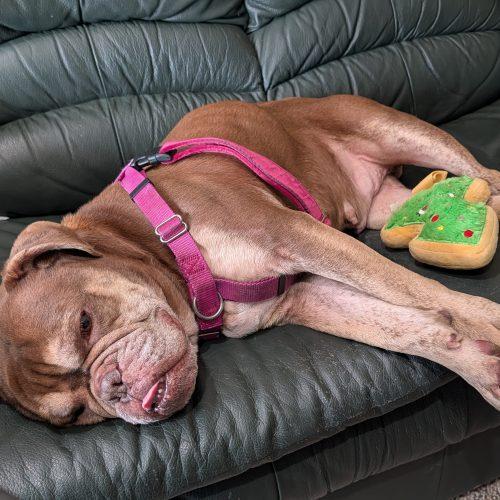 Fetty, a Adoptable English Bulldog in Chicago, IL image 4/5