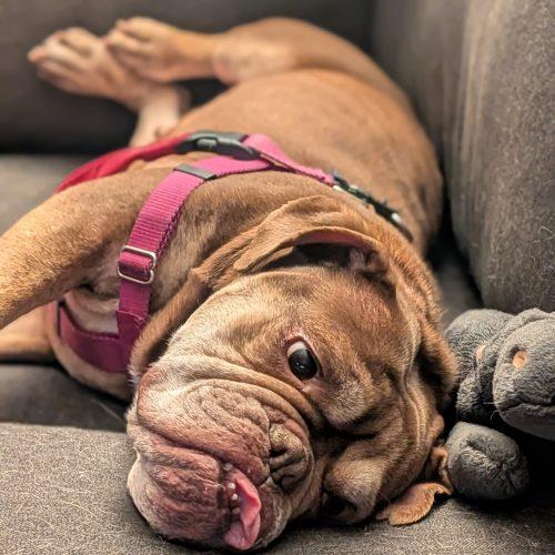 Fetty, a Adoptable English Bulldog in Chicago, IL image 5/5