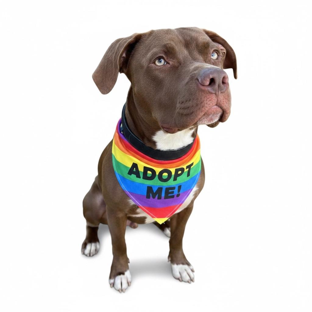 Sully- ADOPT Me!!, a ADOPTABLE mixed breed in Redondo Beach, CA image 2/6