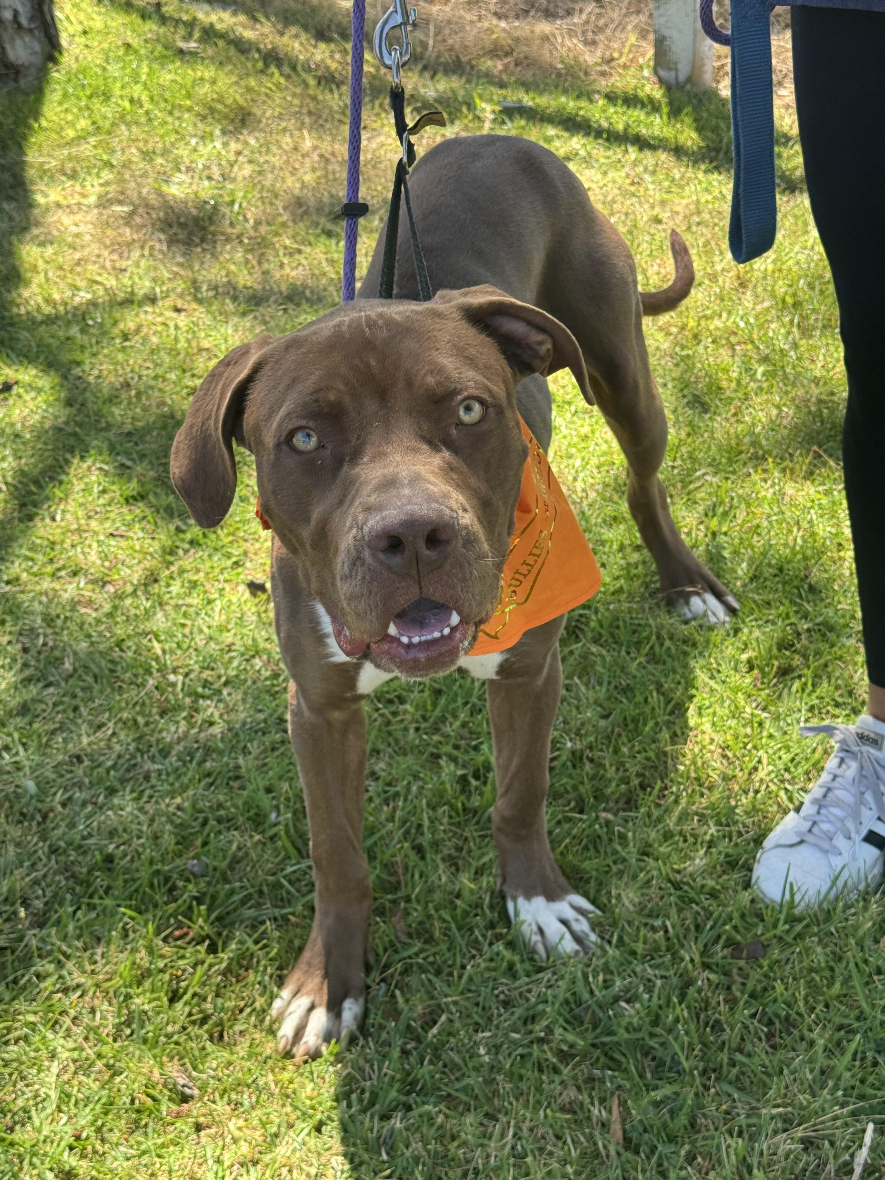 Sully- ADOPT Me!!, a ADOPTABLE mixed breed in Redondo Beach, CA image 5/6