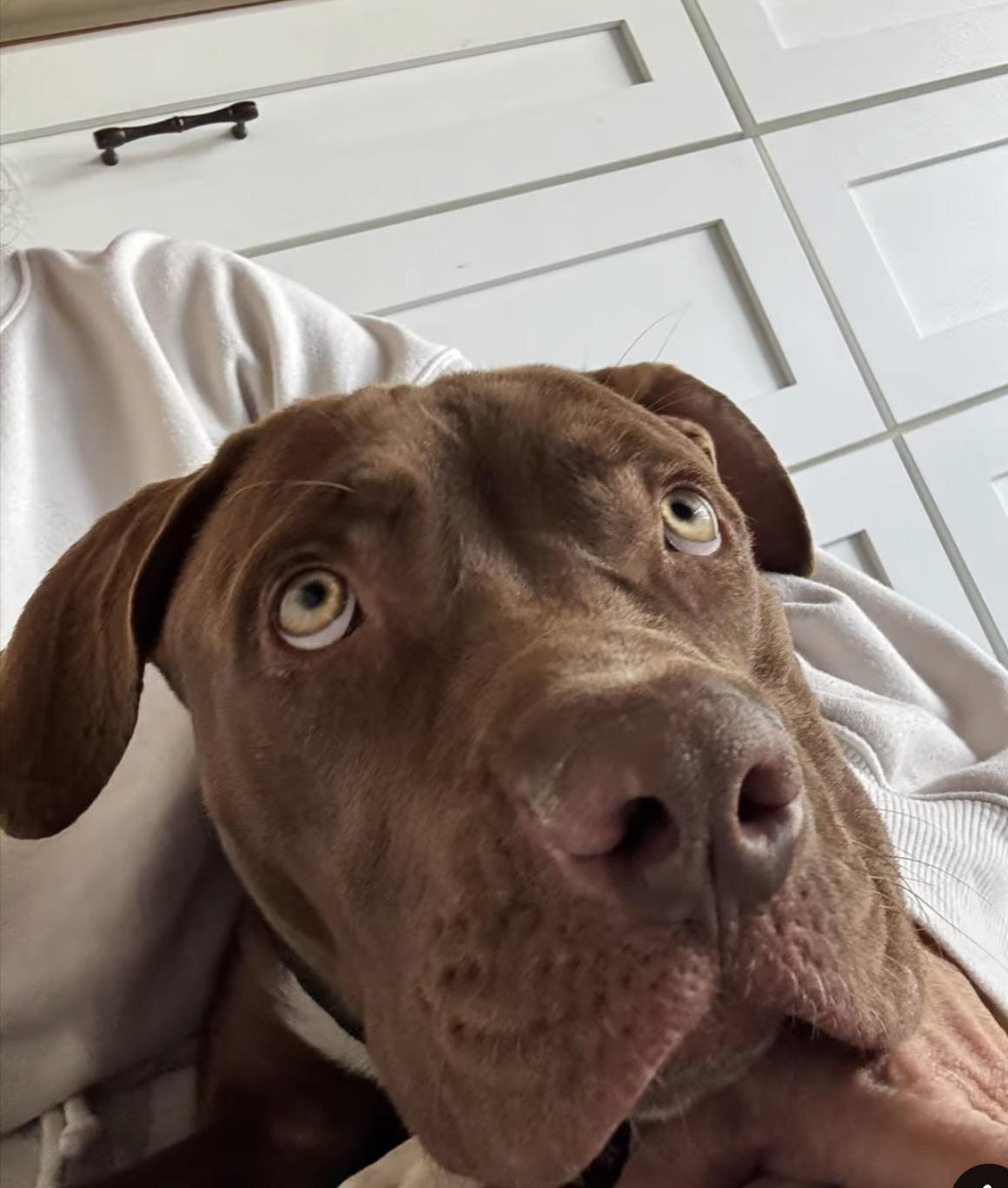 Sully- ADOPT Me!!, a ADOPTABLE mixed breed in Redondo Beach, CA image 4/6