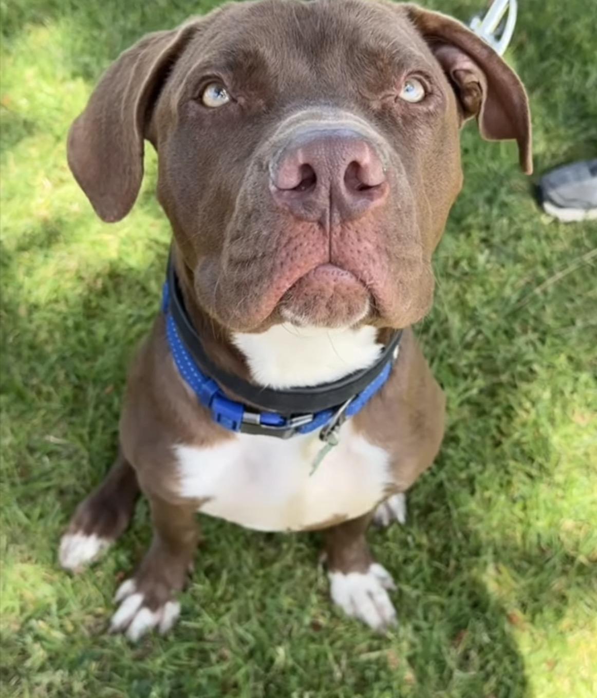 Sully- ADOPT Me!!, a ADOPTABLE mixed breed in Redondo Beach, CA image 3/6