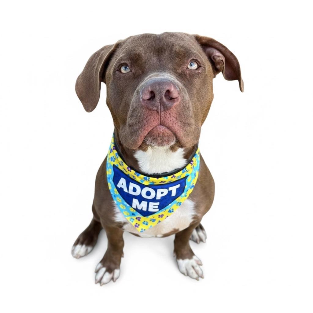 Sully- ADOPT Me!!, ADOPTABLE, Young Male Pit Bull Terrier.