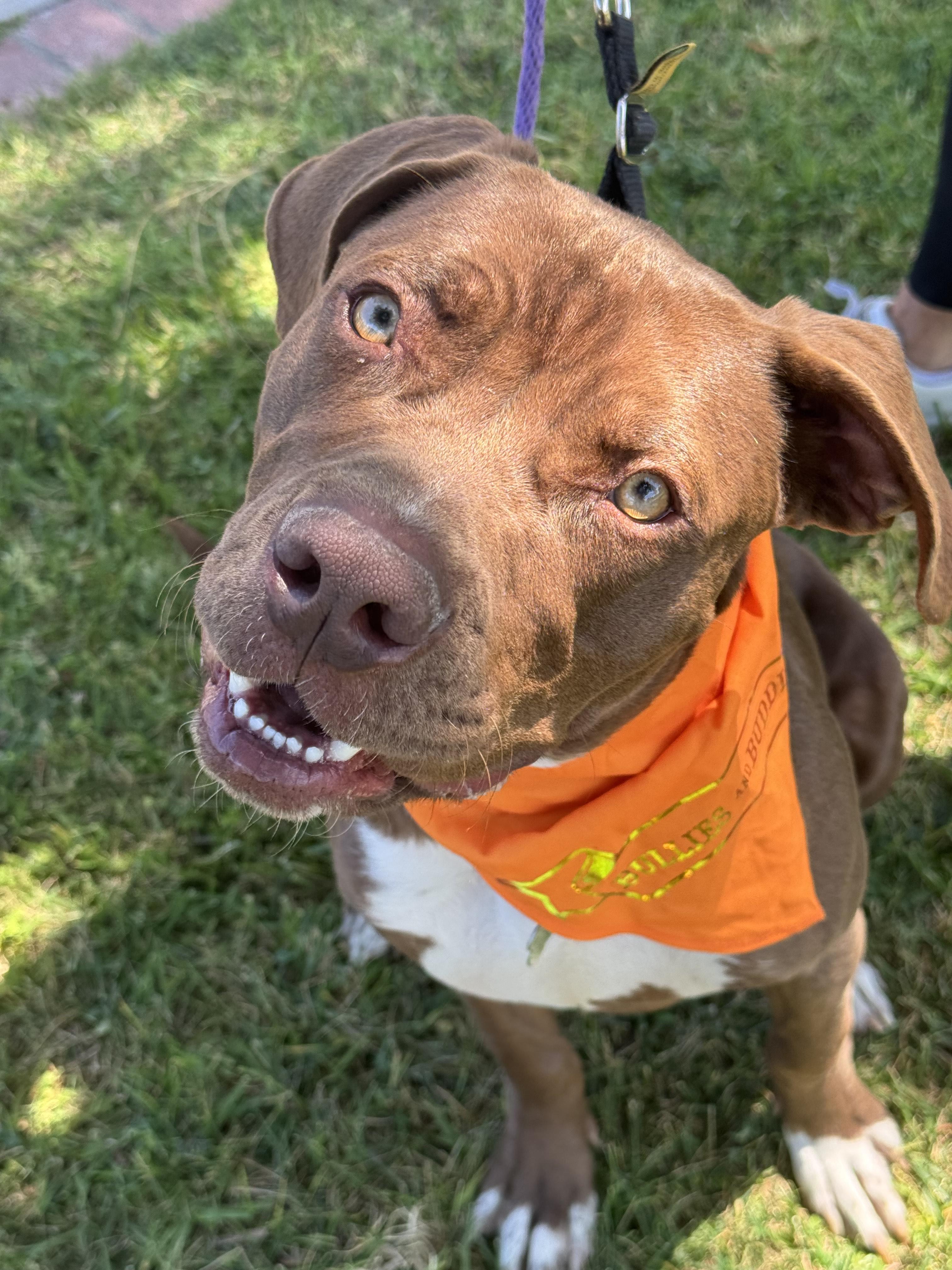 Sully- ADOPT Me!!, a ADOPTABLE mixed breed in Redondo Beach, CA image 6/6