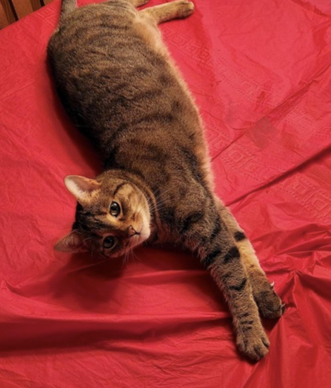 Avery, Cali and Lexi — thumbnail 3